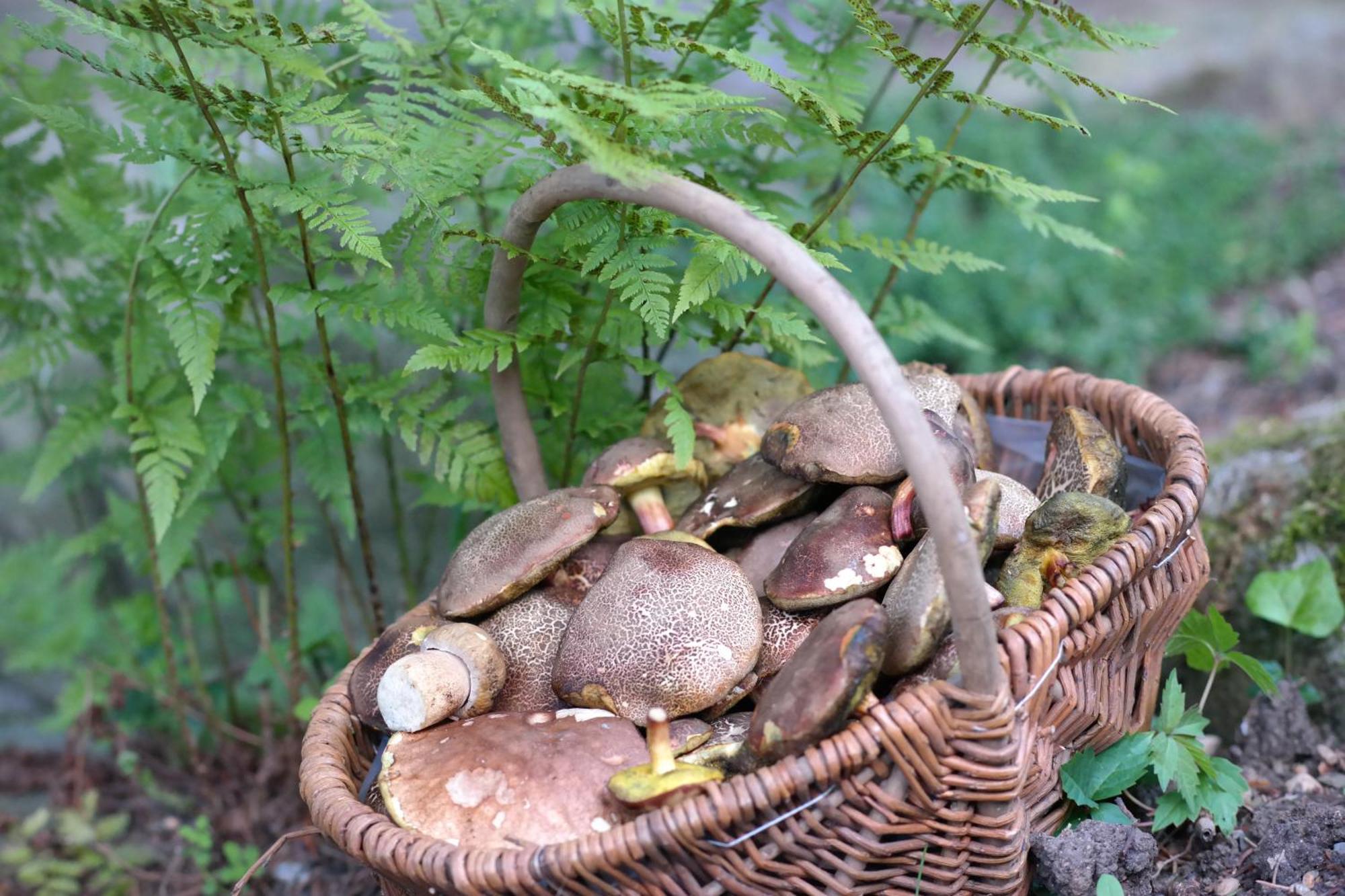 Harzer Feriengarten Quedlinburg Bagian luar foto